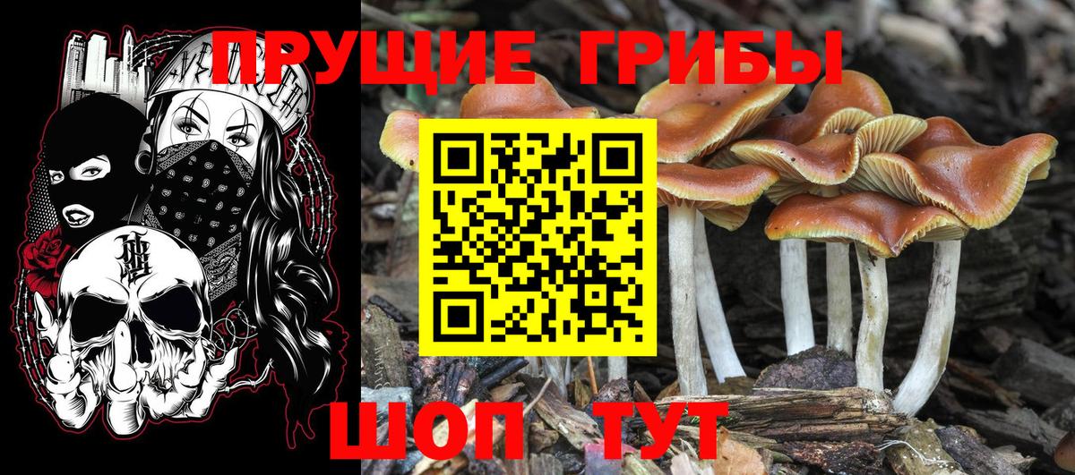 Псилоцибиновые грибы MAGIC MUSHROOMS  Псилоцибиновые грибы мицелий  Вход с VPN  Новоалтайск 